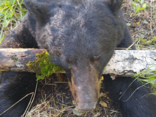 hunting-gallery-01