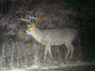 hunting-gallery-11